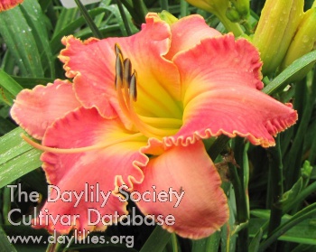 Daylily Doris Delorey